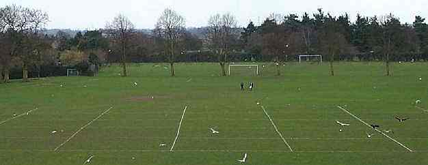 The School Field